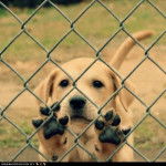 my dog - Labrador Retriever (4 mois)