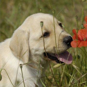 emo - Labrador Retriever Mâle (4 mois)