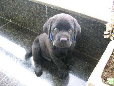 Bimbo - Labrador Retriever Mâle (4 mois)