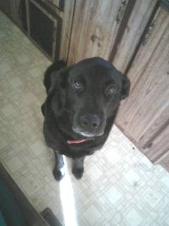 Maya - Labrador Retriever (7 ans)