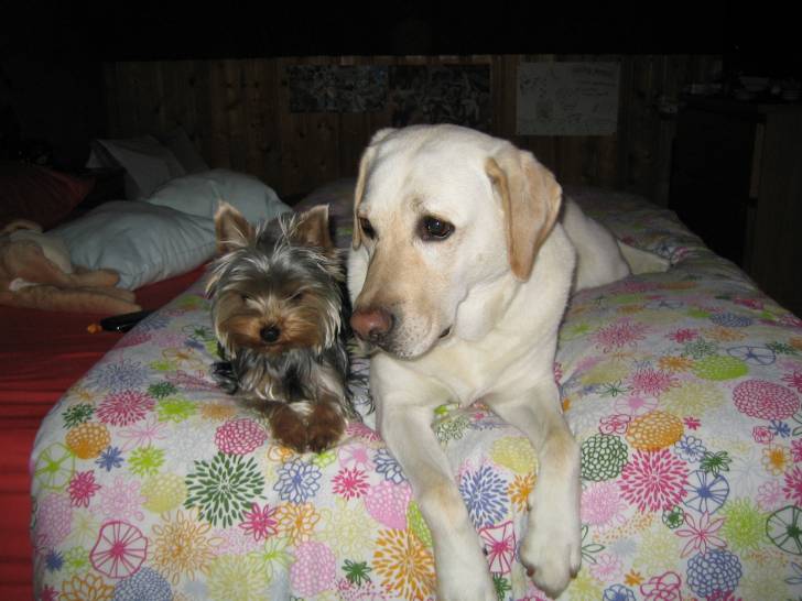Fidji et Canelle - Labrador Retriever (5 mois)