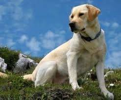 nana - Labrador Retriever (1 an)
