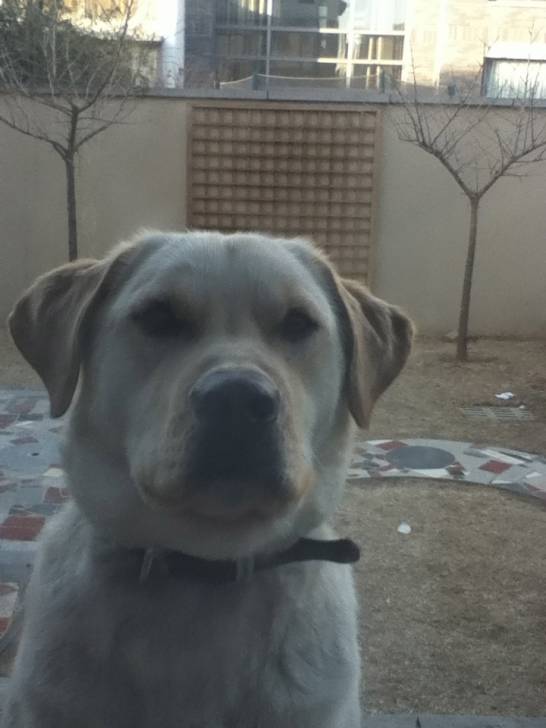 Lucky - Labrador Retriever Mâle (1 an)