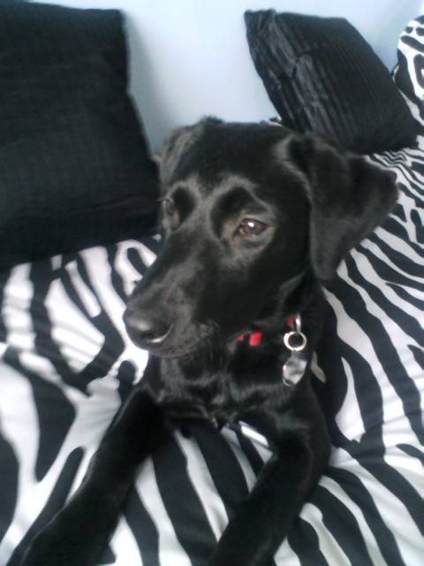 Keira - Labrador Retriever (8 mois)
