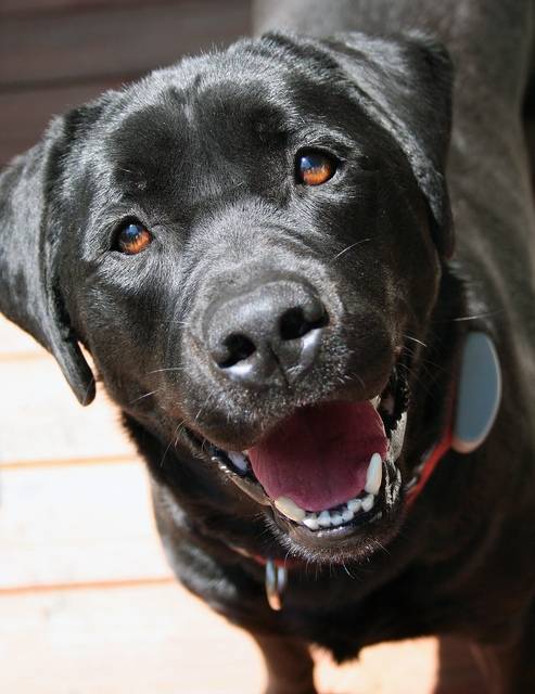 TITI - Labrador Retriever Mâle (2 ans)