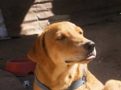 Rony sacando lengua - Labrador Retriever Mâle (2 ans)