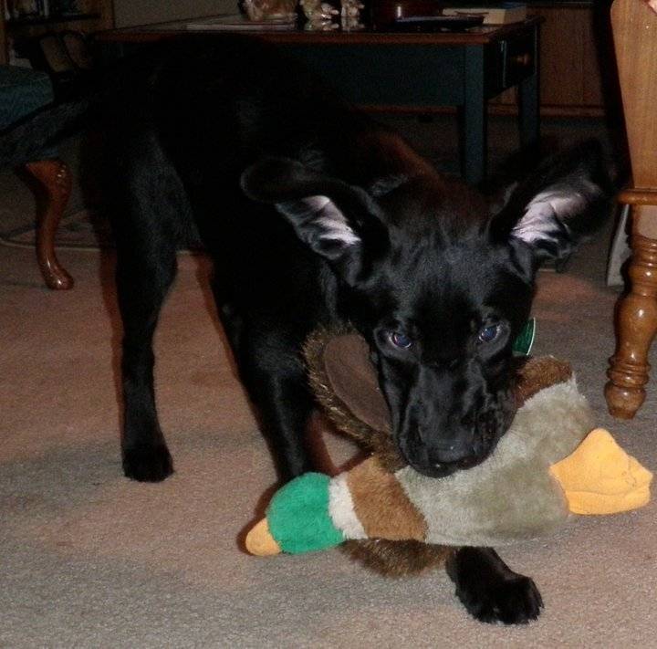 Avery Sam Knight - Labrador Retriever Mâle (1 an)