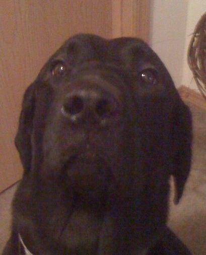 Avery Sam Knight - Labrador Retriever Mâle (1 an)