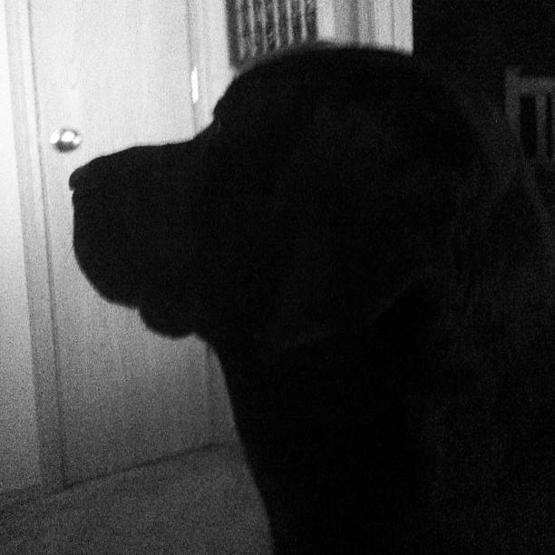 Avery Sam Knight - Labrador Retriever Mâle (1 an)