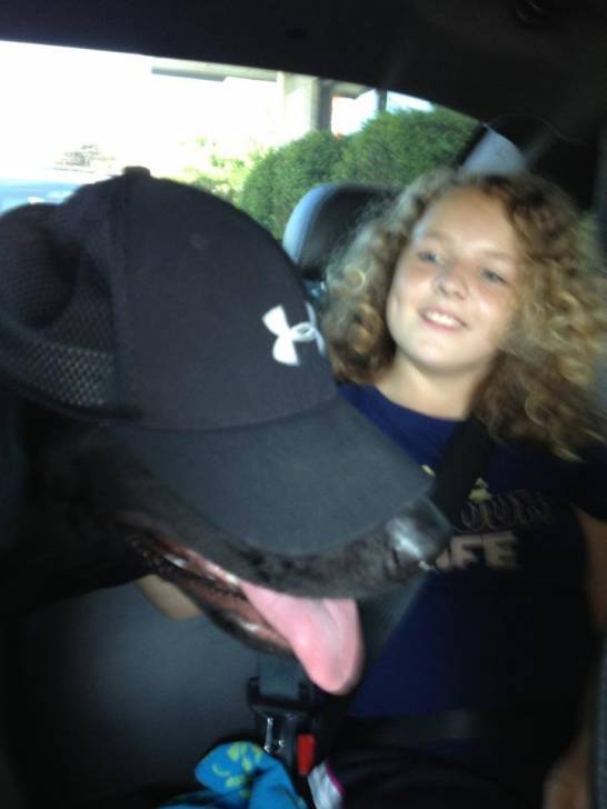 Avery and I - Labrador Retriever Mâle (1 an)