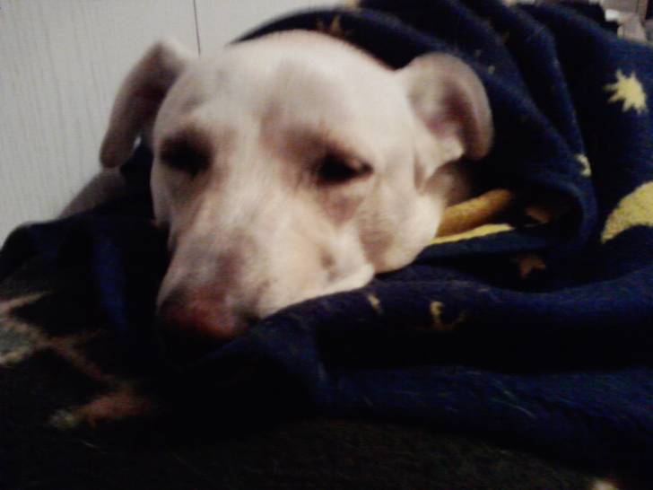 Amy - Labrador Retriever (3 ans)