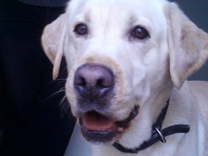 Canail - Labrador Retriever Mâle (4 ans)