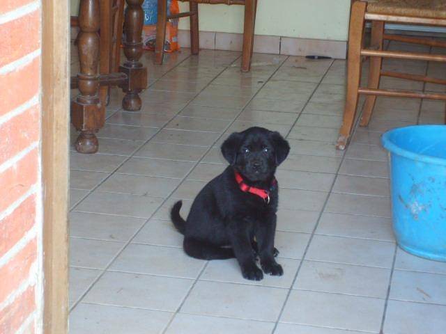 CALINE - Labrador Retriever (6 mois)