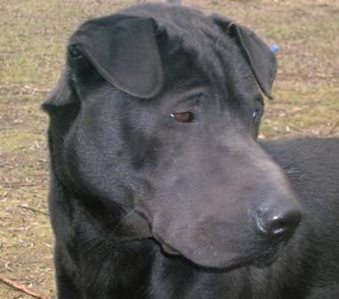 Norman - Labrador Retriever Mâle (15 ans)
