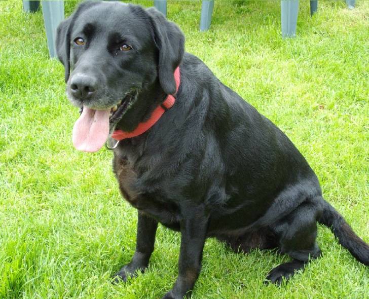 Réglisse - Labrador Retriever (12 ans)