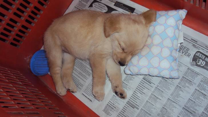 Brownie - Labrador Retriever (5 mois)