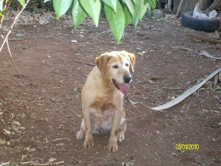 banchi - Labrador Retriever (2 ans)