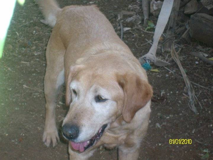 banchi - Labrador Retriever (2 ans)