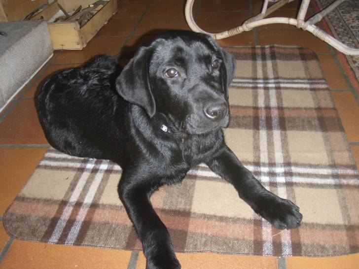 Chopin - Labrador Retriever Mâle (2 ans)