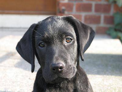 kippy - Labrador Retriever Mâle (3 mois)