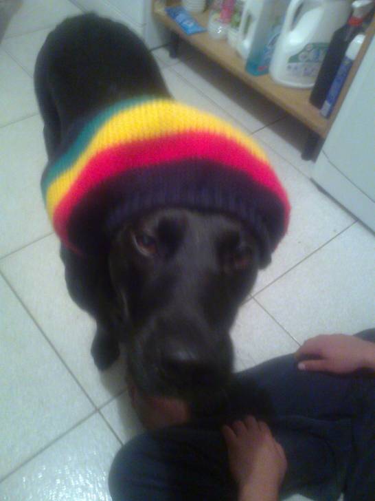 dune - Labrador Retriever (1 an)