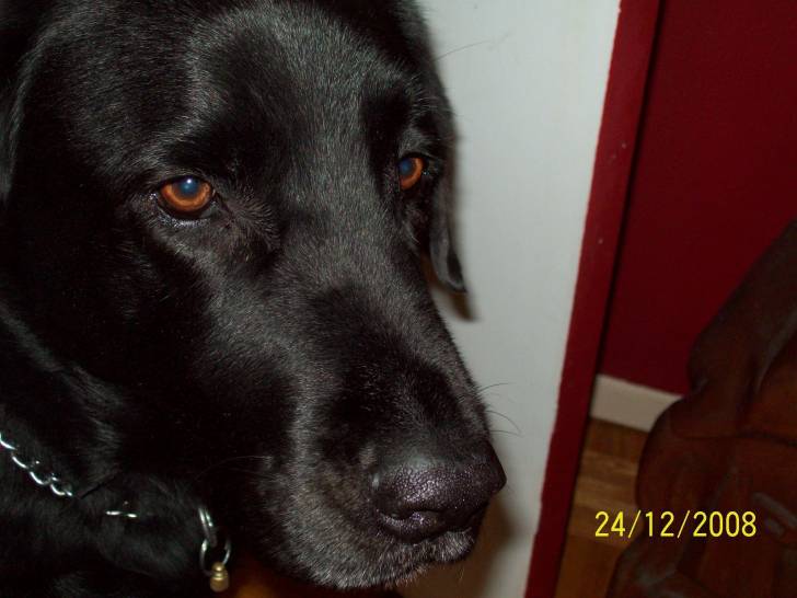Copo - Labrador Retriever Mâle (8 ans)