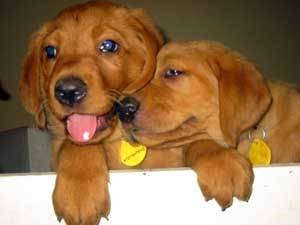 Charlie and Lola - Labrador Retriever Mâle (1 mois)