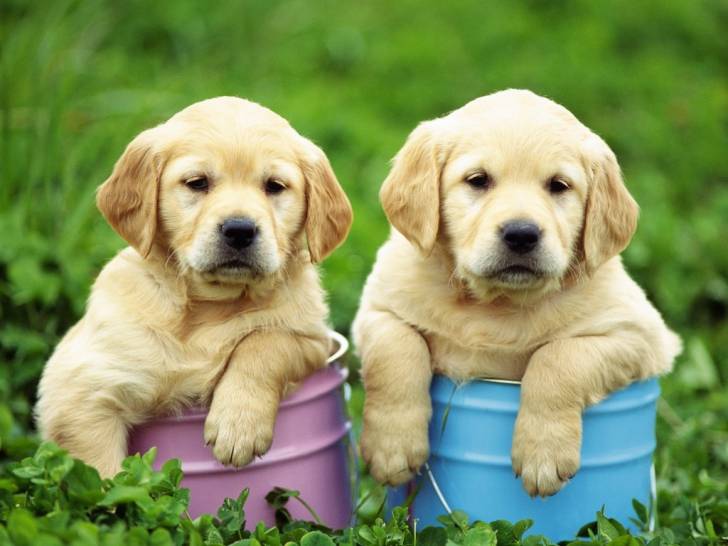 LABRADOR - Labrador Retriever (7 mois)