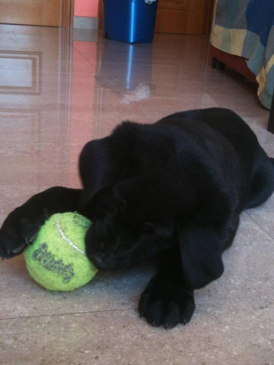 Vidal - Labrador Retriever Mâle