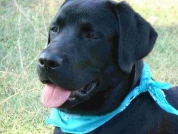 pancho - Labrador Retriever Mâle (3 ans)