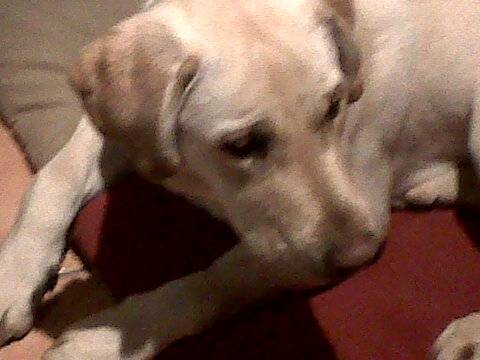 Eliot - Labrador Retriever Mâle (3 ans)