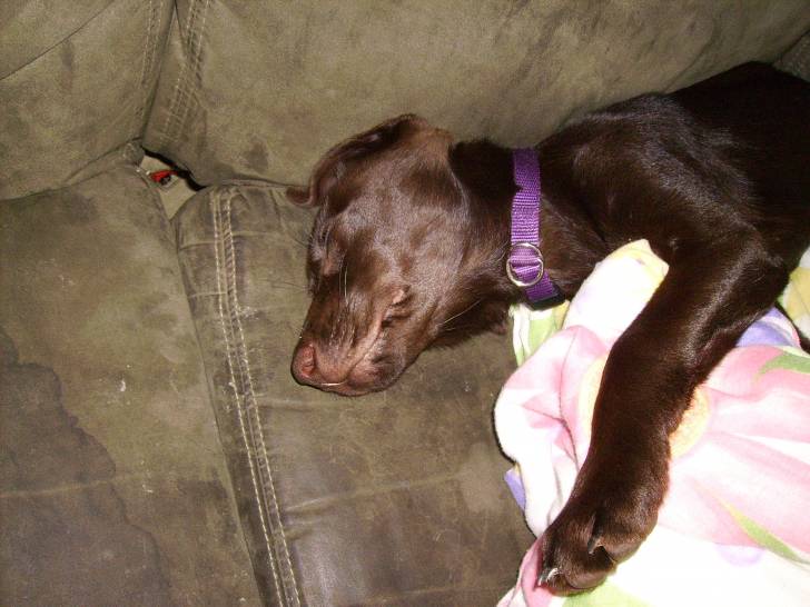 Lucy - Labrador Retriever (2 ans)