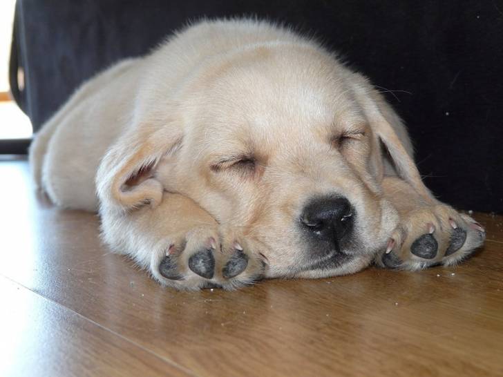 Bruno - Labrador Retriever Mâle