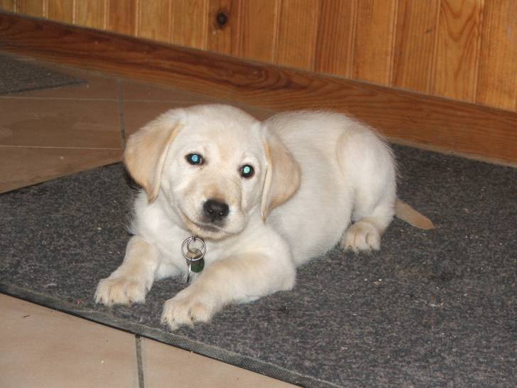 Belle - Labrador Retriever (3 ans)