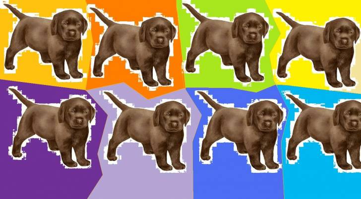 chocolat - Labrador Retriever Mâle (11 mois)