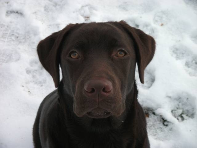 Baxter - Labrador Retriever Mâle (2 ans)