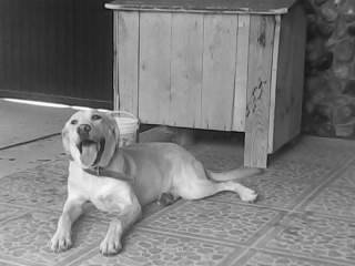 TITO - Labrador Retriever Mâle (1 an)