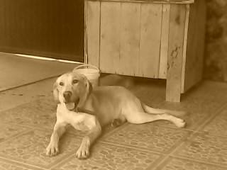 TITO - Labrador Retriever Mâle (1 an)