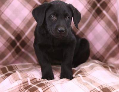 lilly - Labrador Retriever (7 mois)