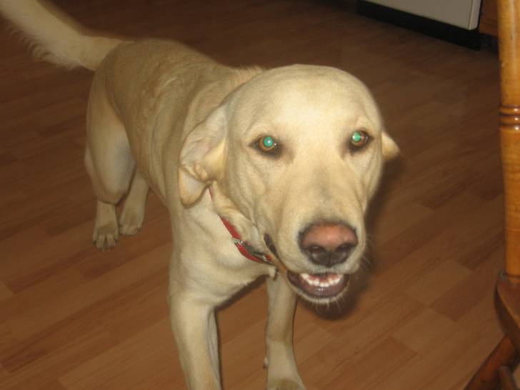 Tobby - Labrador Retriever Mâle (3 ans)