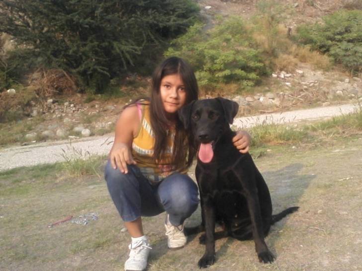 Sika - Labrador Retriever (2 ans)
