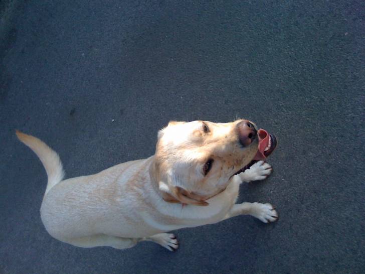 belle - Labrador Retriever (2 ans)