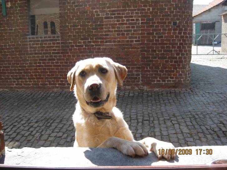 Bebelle - Labrador Retriever (3 ans)