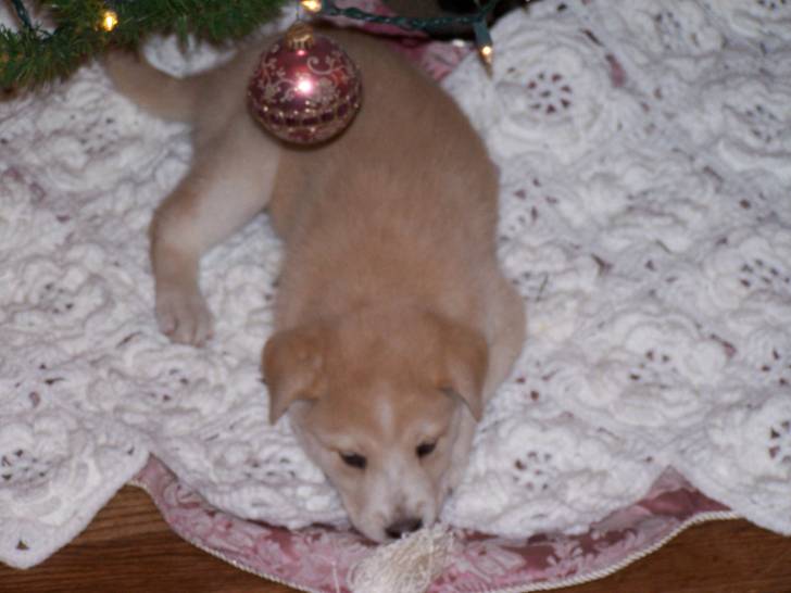 samantha - Labrador Retriever (2 ans)
