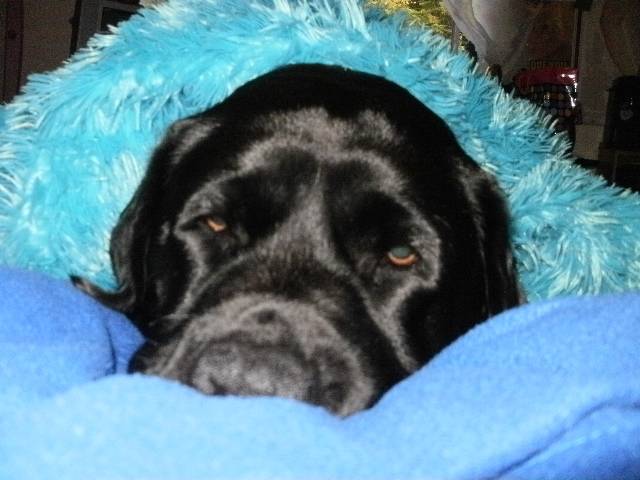 Cassie is Tireed - Labrador Retriever (8 ans)