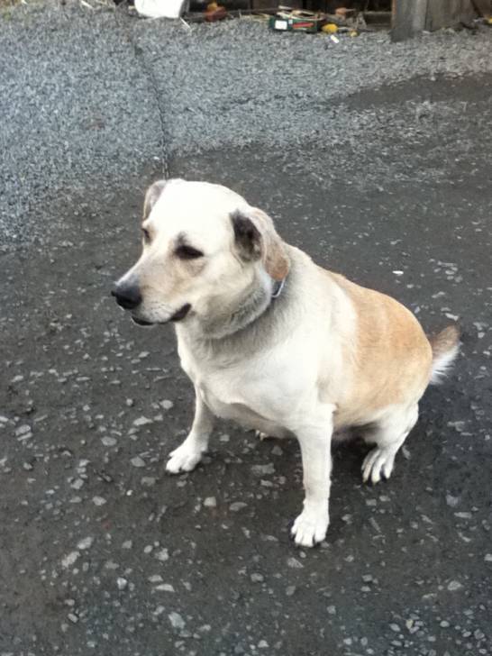 chipy - Labrador Retriever (7 ans)