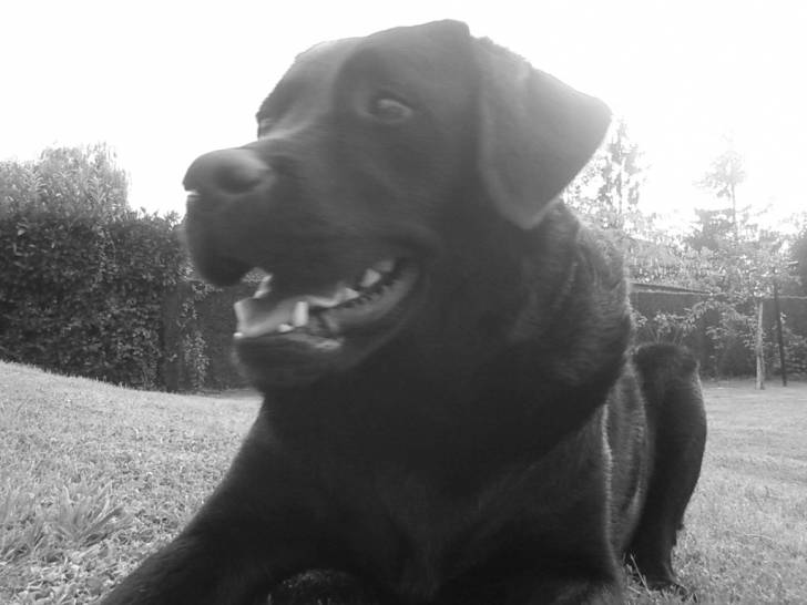 Dakota - Labrador Retriever (2 ans)