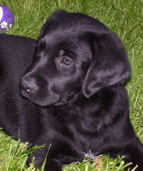 Romeo - Labrador Retriever Mâle (Autre)