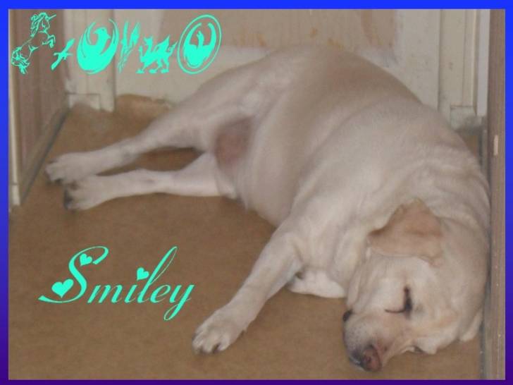 Smiley - Labrador Retriever Mâle (11 ans)
