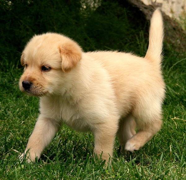 Vikie - Labrador Retriever (3 mois)